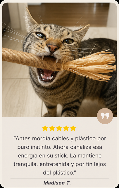 Gato usando stick de Silvervine - Madison T.