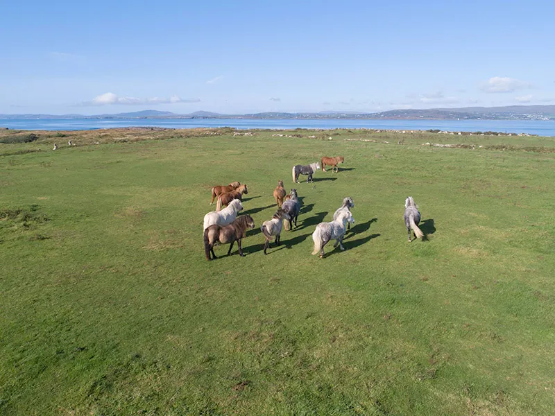 Middle Calf Island 3