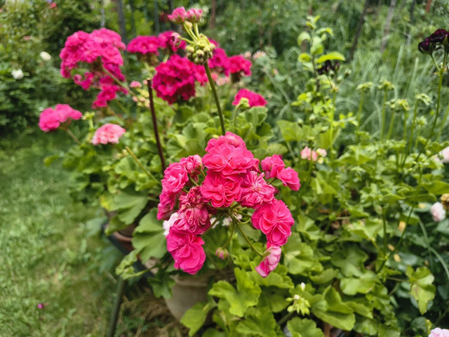 pelargonium1.jpg