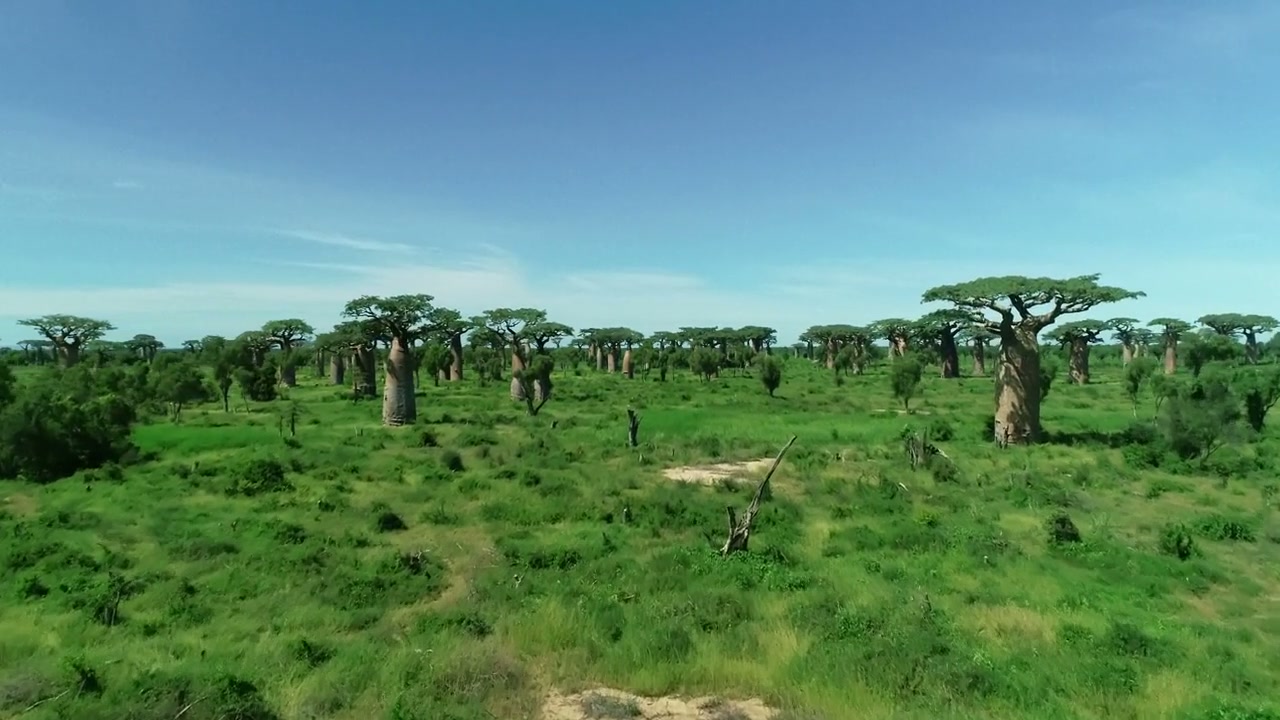 Trees, and Other Entanglements Screenshot