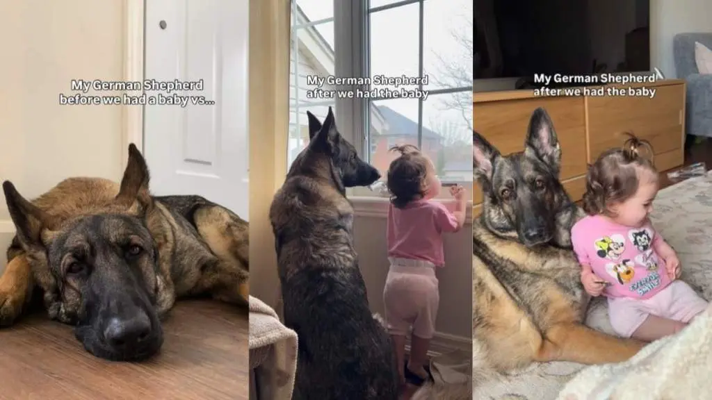 Big Dog Can't Imagine Life Without Little Girl