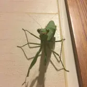 mantis-source-image