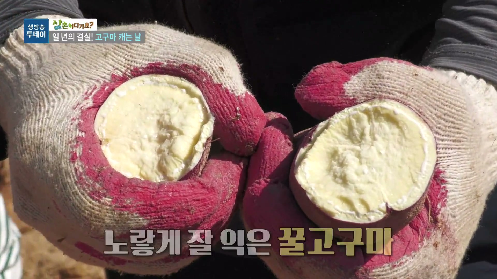 모닝와이드 전원속으로 영암 꿀고구마농장 추가 캡처 1