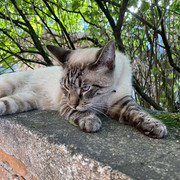 IMG-3106