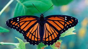 Butterfly-1