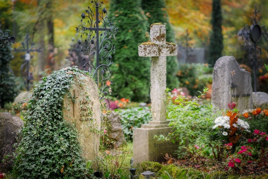 Old, weathered cemetery headstones among lush green ivy and colorful flowers in a quiet garden.