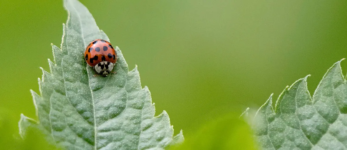 Insectele care protejează grădina fără chimicale