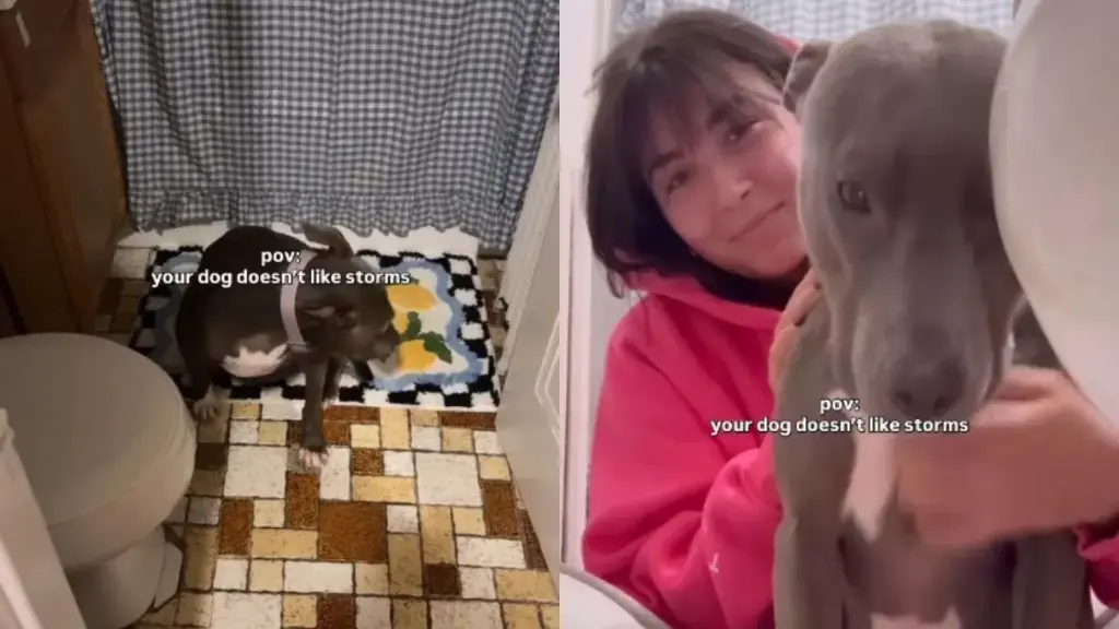 Rescue Dog Clings to Owner