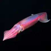 NSFg2
