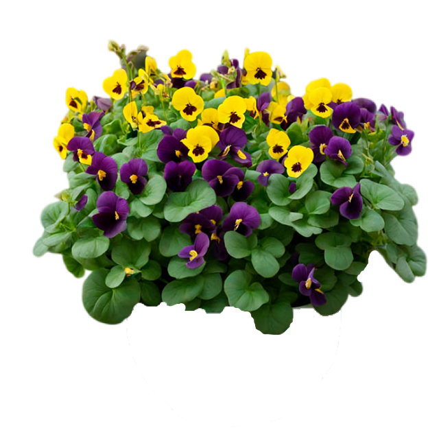 transparent.png