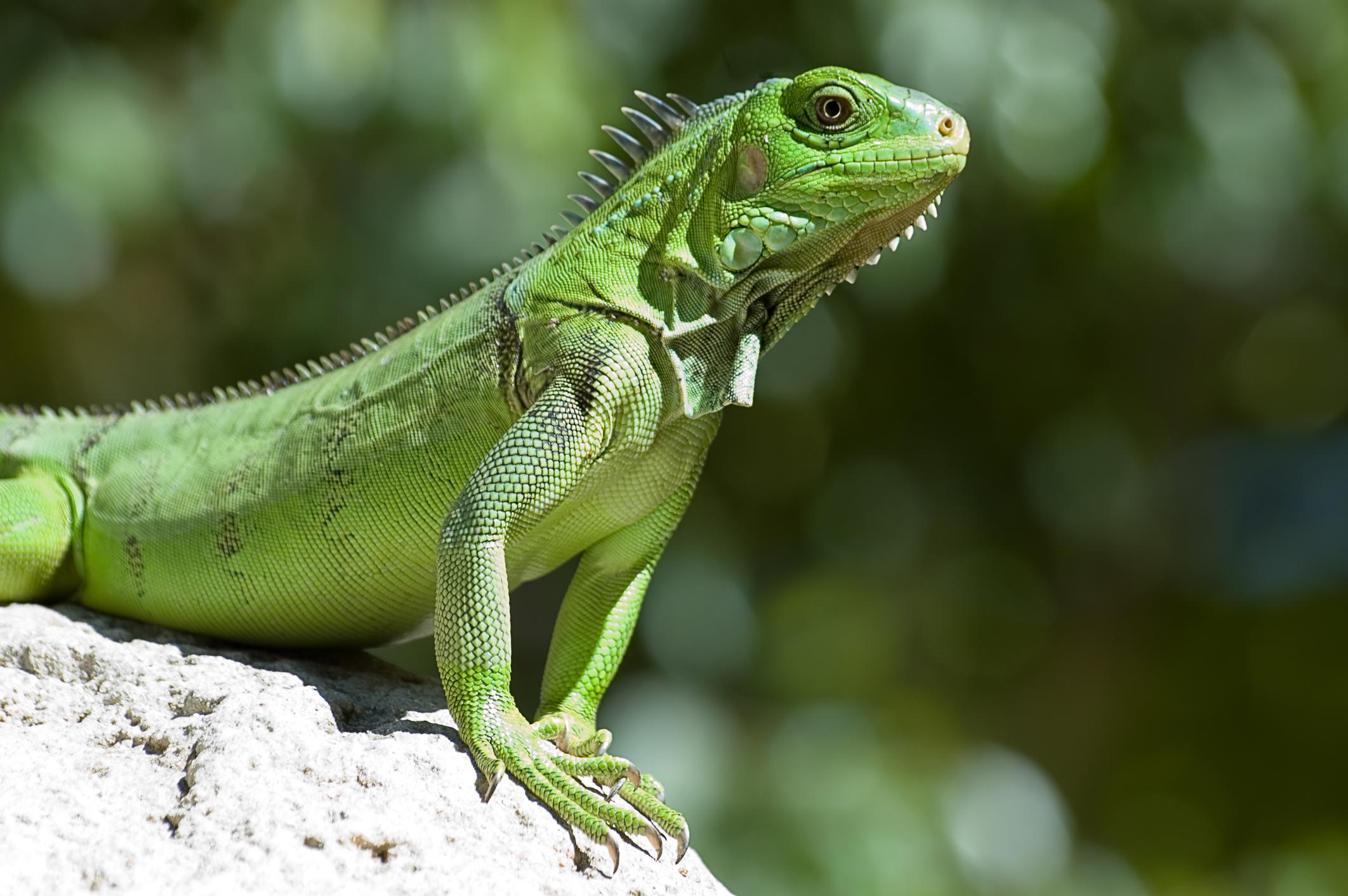 Iguana Verde Iguana iguana