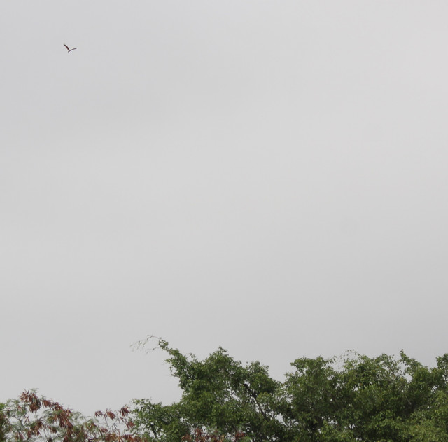 IMG-7422.jpg