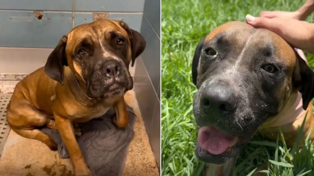 Heartbreaking Shelter Dog Story