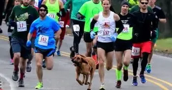 Ludivine, câinele care a surprins la semi-maraton