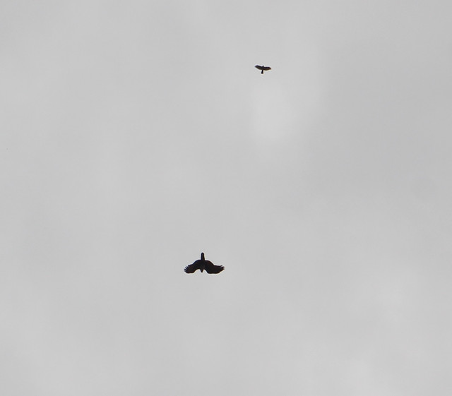 IMG 29291.jpg