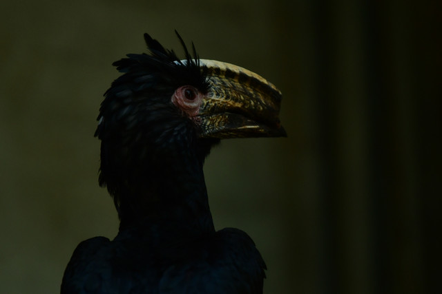 Trumpeter hornbill at Copenhagen Zoo