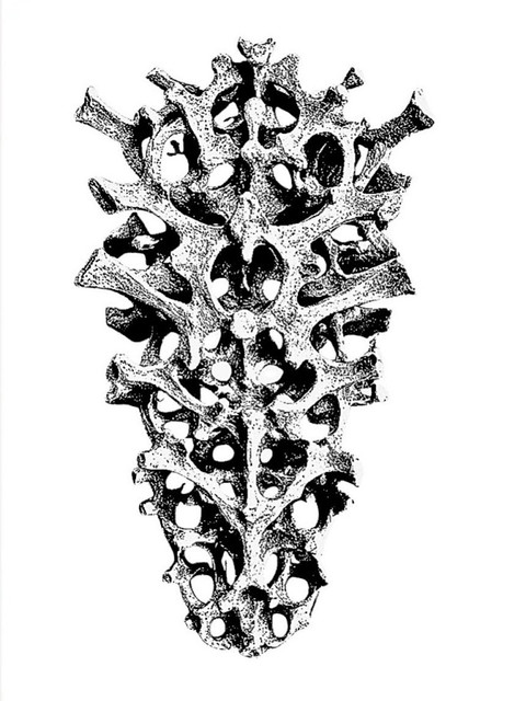 bones