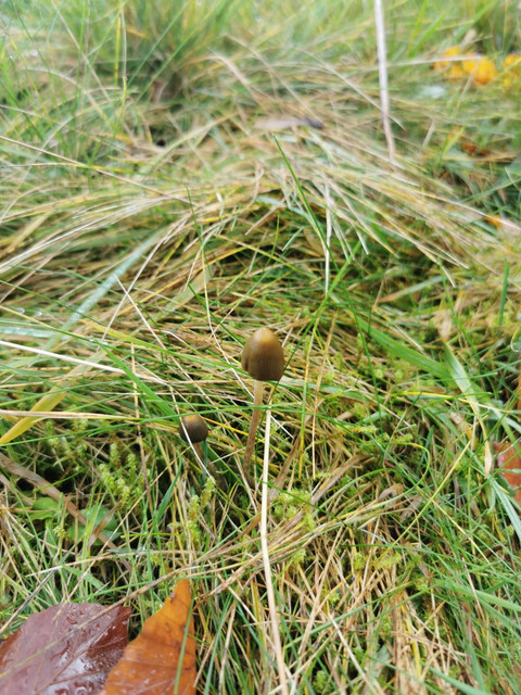 2Pilz