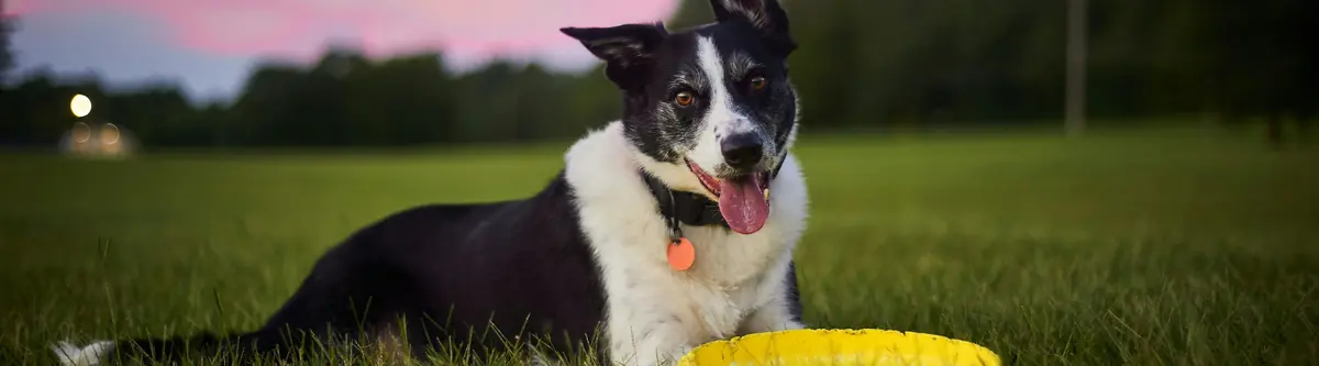 Is Your Dog Overdoing It During Playtime?