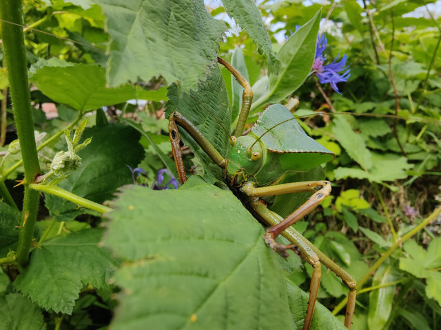 real-leaf