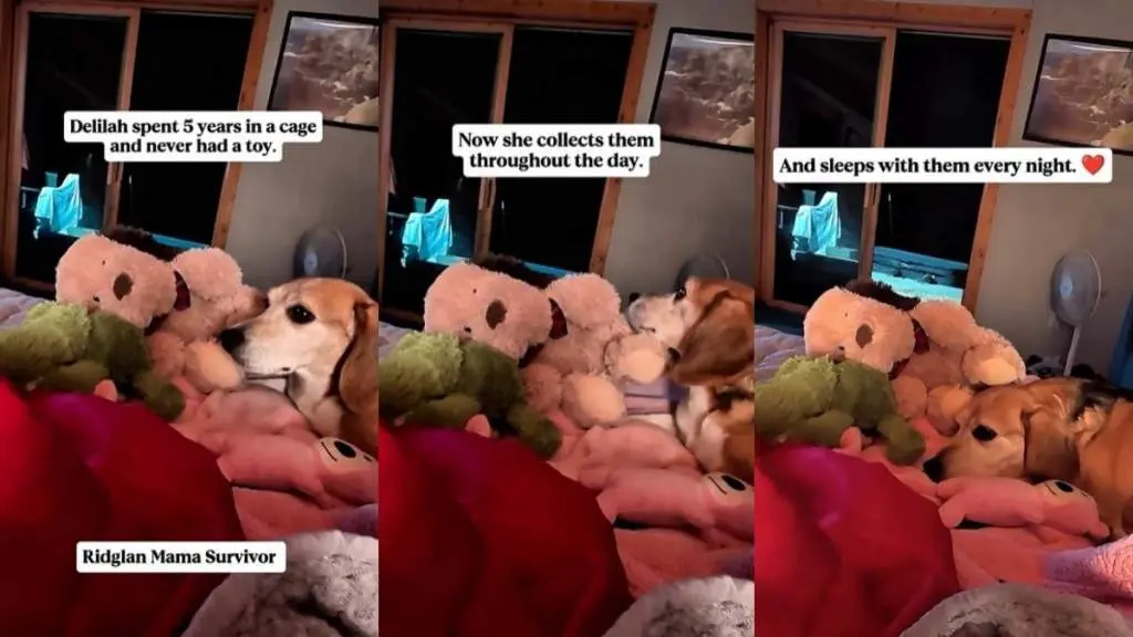 A Rescued Dog Finds Joy in Her New Collection of Toys