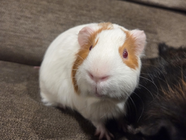 alberto