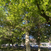 IMG 0387