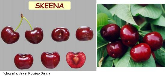 Skeena cherry