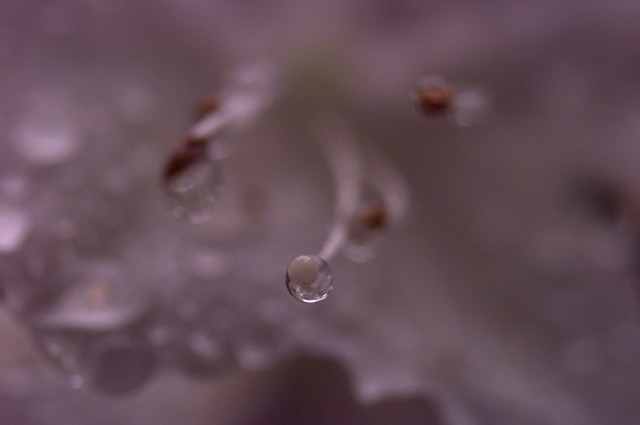 drop