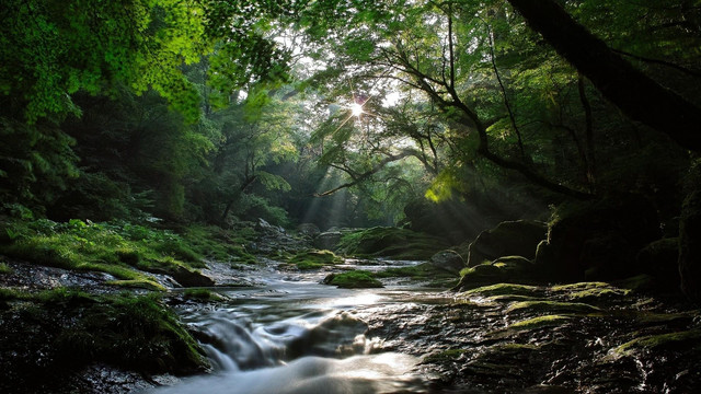 wp4610801-forest-river-wallpapers