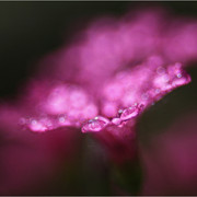 raingold-5