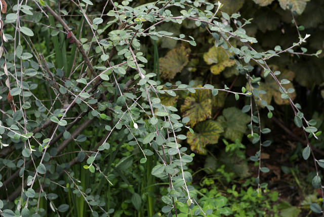 DSC7034.jpg