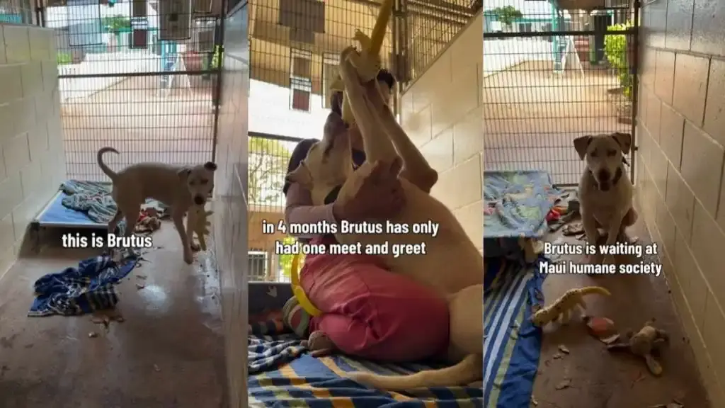 Deaf Shelter Dog Clutches Toy and Runs