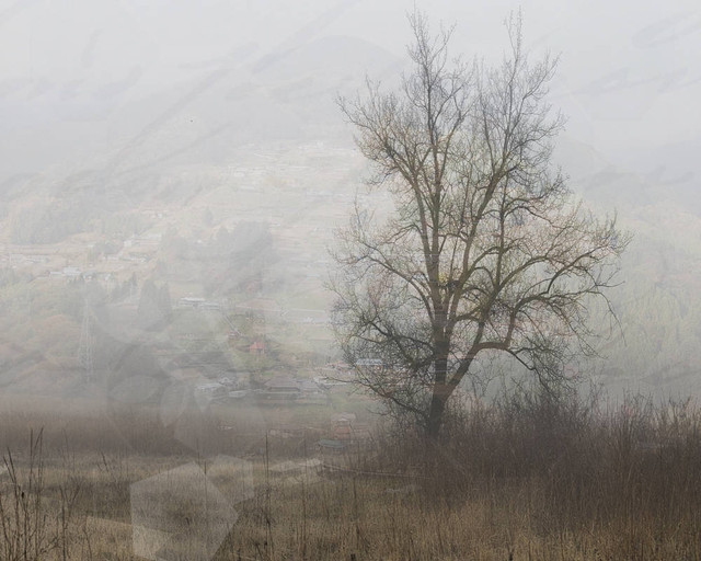 trees