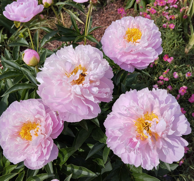 Pink Charmer