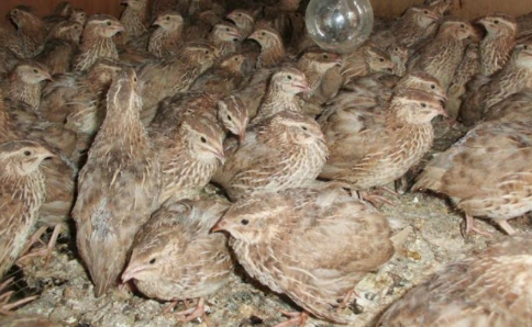 Salmonella Paratifoid.png