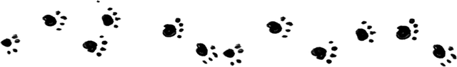 paw-divider