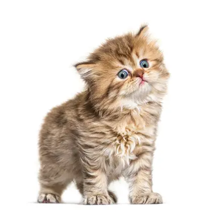Fascinating Felines: Uncovering the Weird Side of Cats