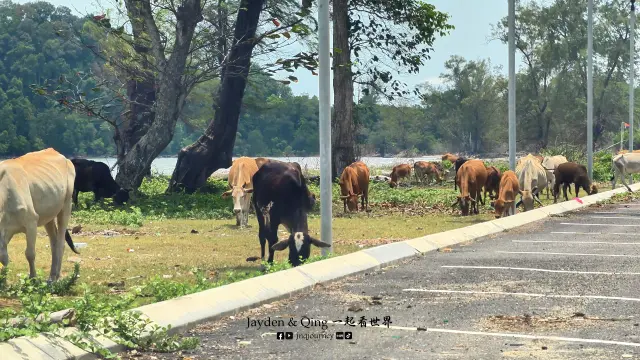 Pantai Tanjung Resang5