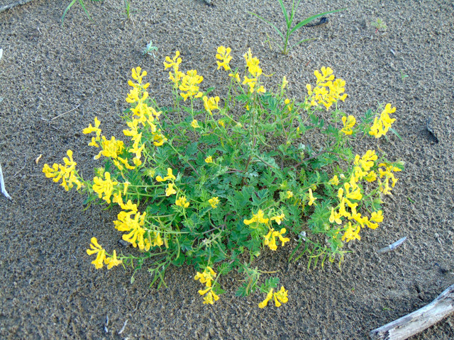 DSC06135.jpg