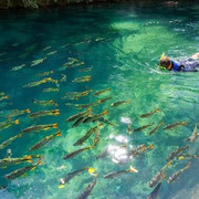 Bonito MS