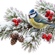 winter decoration transparent