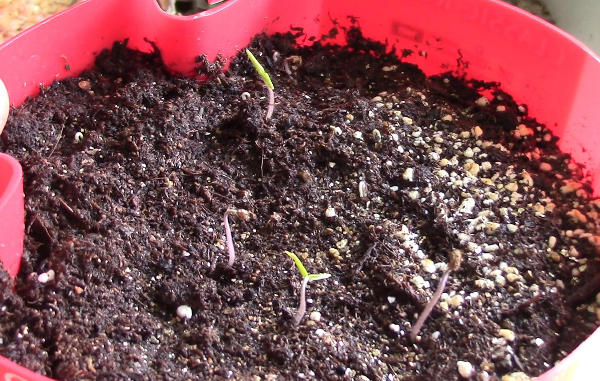 tomatoes sprouting s.jpg