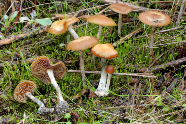 2012-12-05-Psilocybe-cyanescens-Wakef-290262.jpg