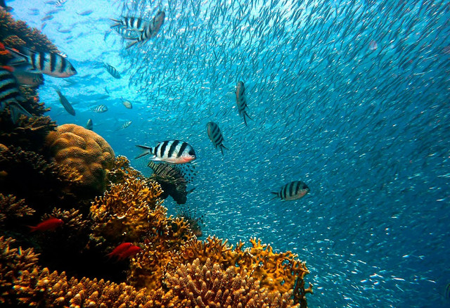 Buceador con cámara deportiva descendiendo junto a rocas del Mediterráneo con una botella de aire