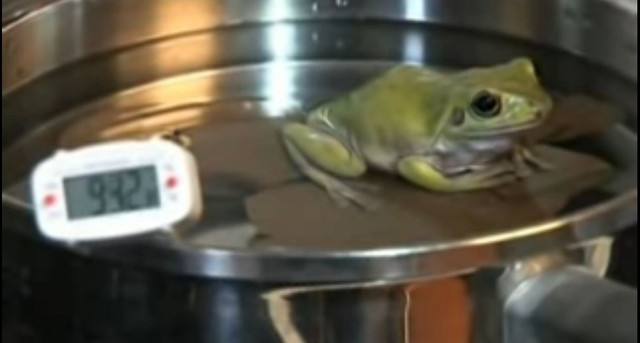 The-Boiling-Frog-Syndrome