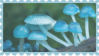 mush