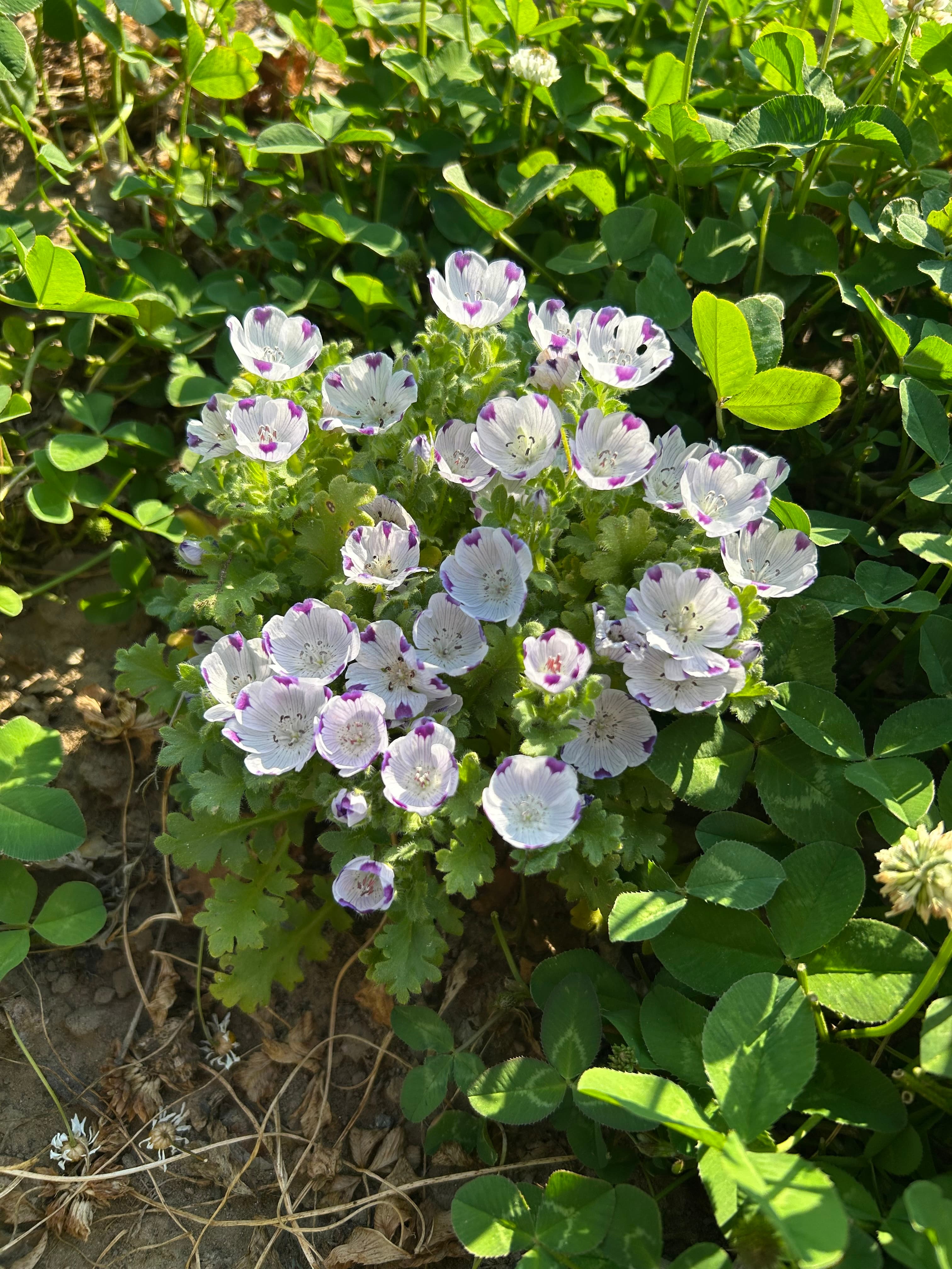 Nemophila maculata aka fivespot