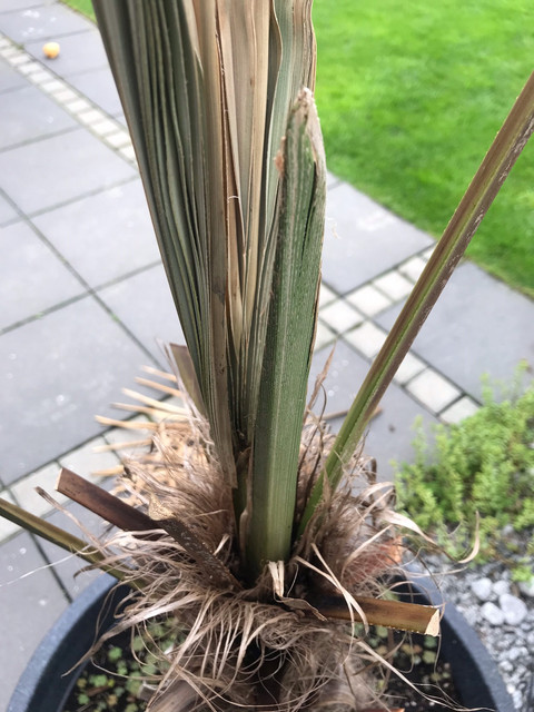 palme2