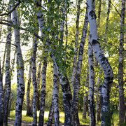 DSC3561